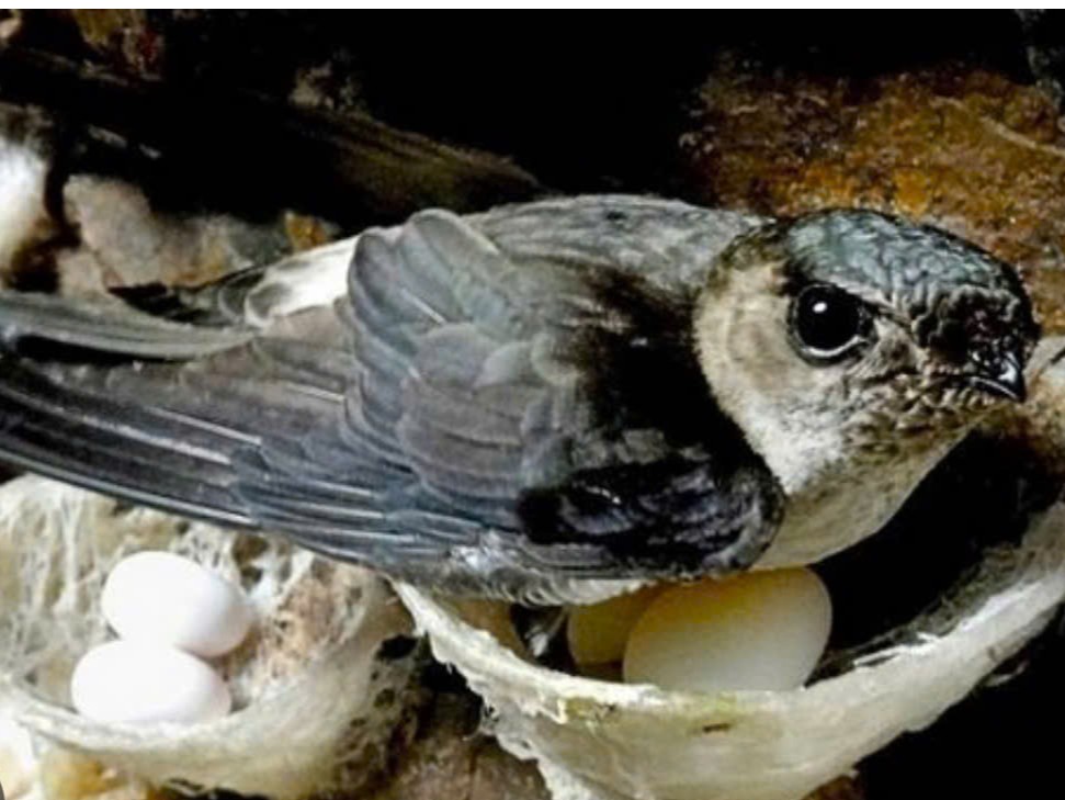 Đảm bảo độ bền và môi trường trong nhà yến