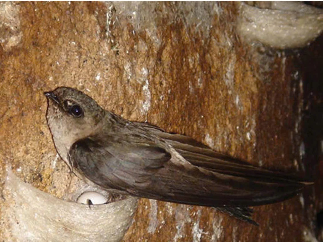 Tăng hiệu quả dẫn dụ khi kết hợp cùng âm thanh và ánh sáng