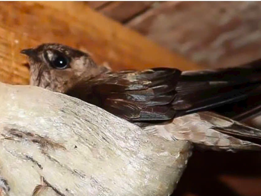 Giữ ổn định mùi sinh học giúp yến quay đàn đều đặn