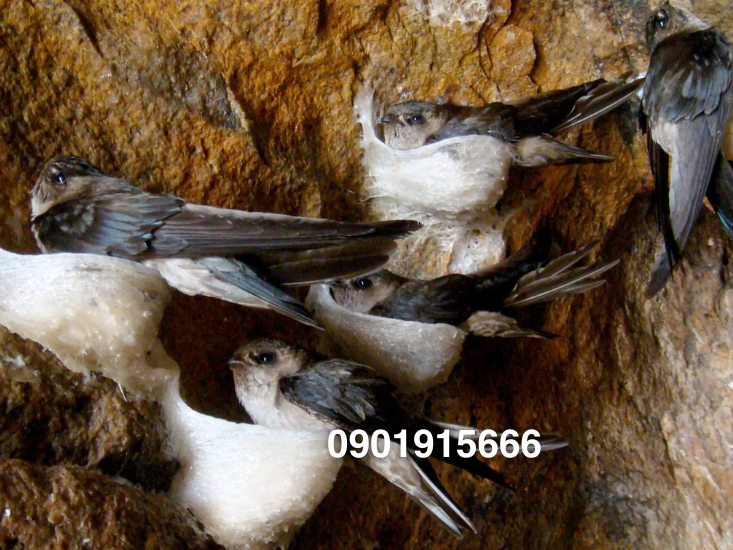 Thời gian kiếm ăn