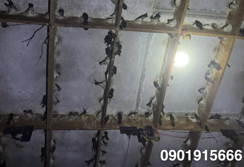 Phát triển số lượng chim yến trong nhà yến