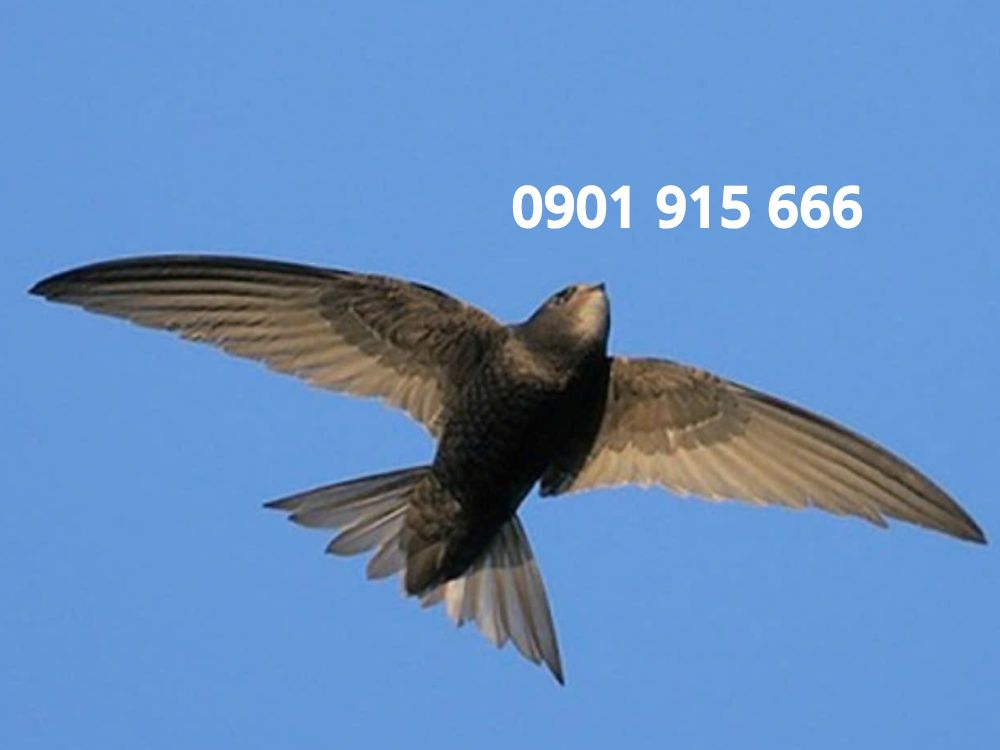 3. Lưu ý khi sử dụng Love Potion