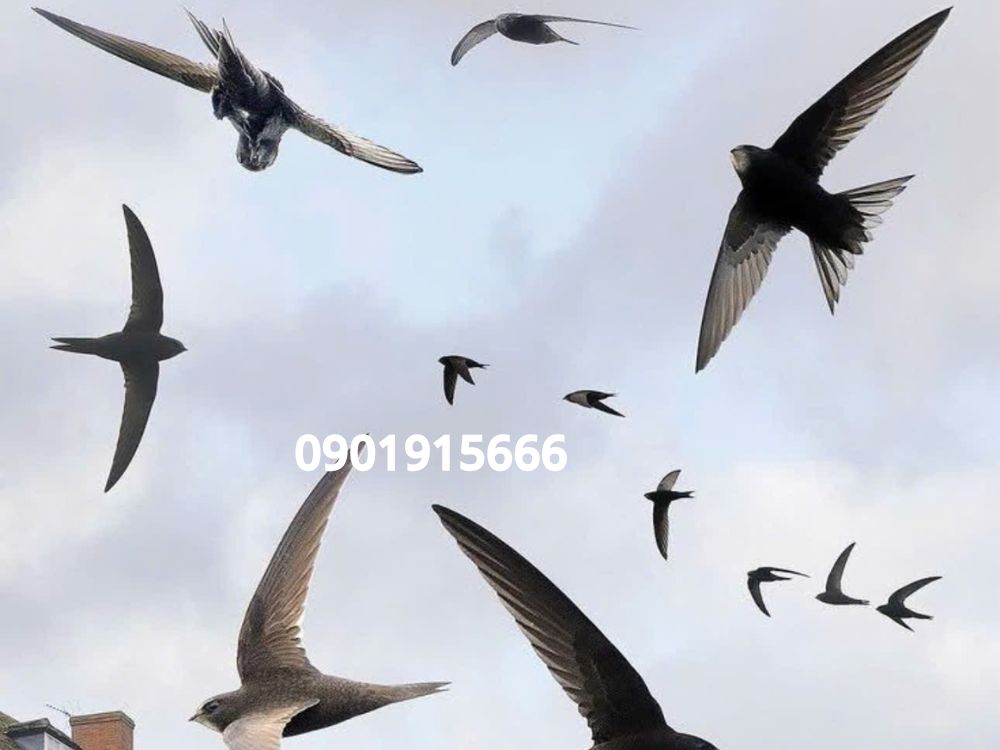 Cơ chế hoạt động của Super Hormone Liquid trong kích thích yến làm tổ và sinh sản