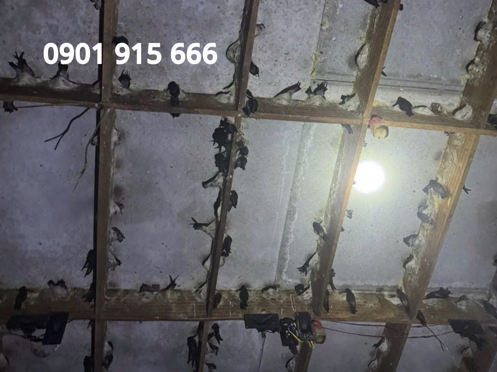 2. Hiệu quả sau khi sử dụng dung dịch ra sao?