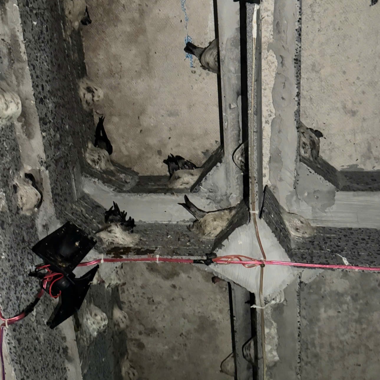 Đặc Điểm Sinh Học Của Yến Nuôi Trong Nhà