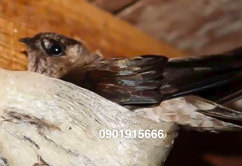 Thiếu kiến thức và kỹ thuật chuyên môn