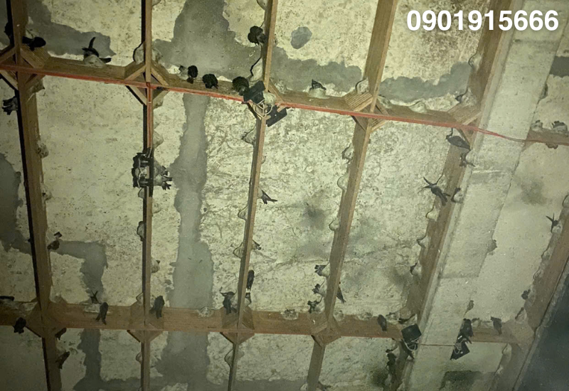 Thanh làm tổ có vai trò gì?