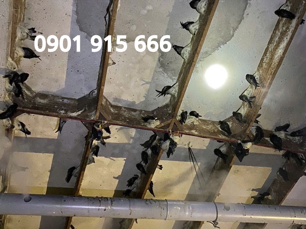 Theo dõi sức khỏe và tập tính của chim yến để ứng phó kịp thời