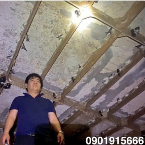 Cách Dẫn Dụ Chim Yến Hiệu Quả: 5 Bước Vàng Chủ Nhà Yến Nên Biết