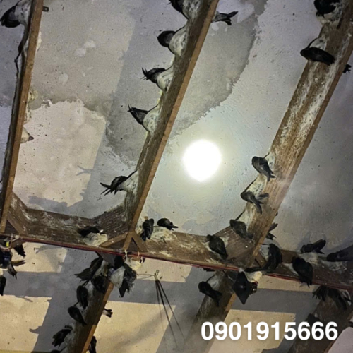 Đặc Điểm Của Ánh Sáng Lux Và Tổ Yến