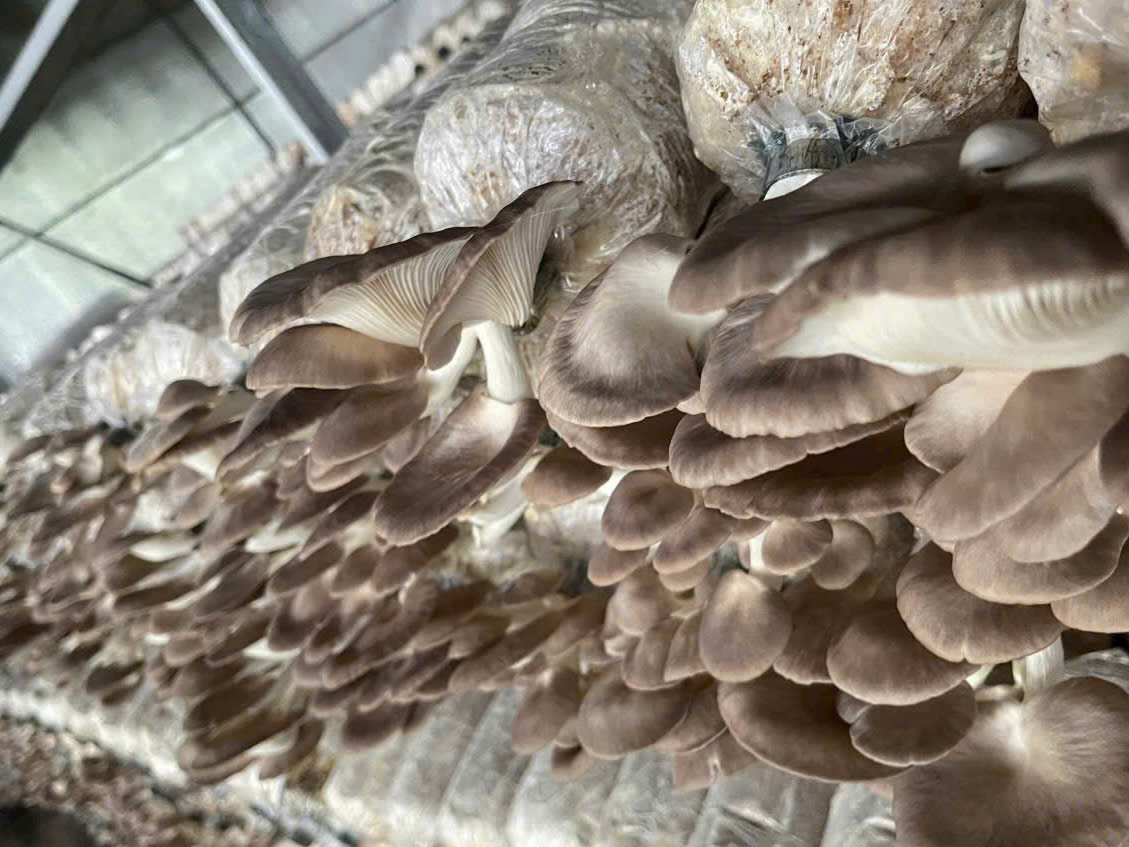 Bước 5: đưa phôi lên giàn trồng