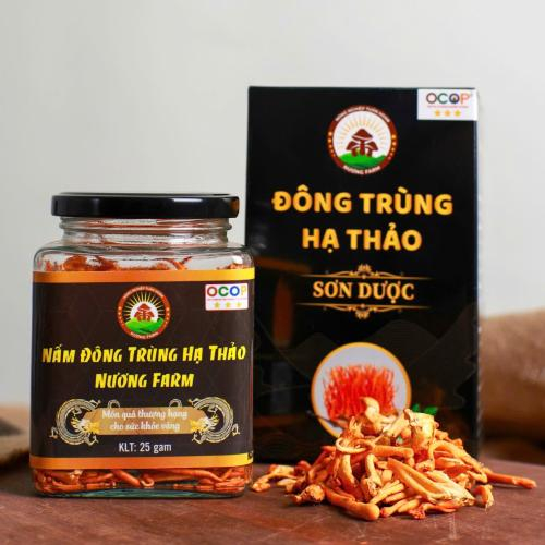 Đông Trùng Hạ Thảo: Sự Thật Về Nguồn Gốc, Hoạt Chất & Lợi Ích Cho Sức Khỏe
