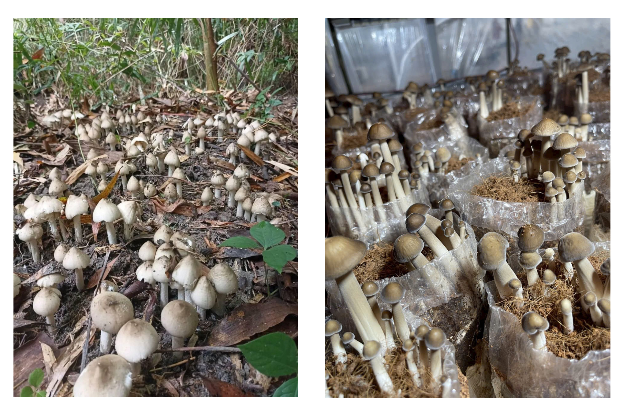 Sự khác biệt giữa nấm mối tự nhiên và nấm mối nuôi trồng