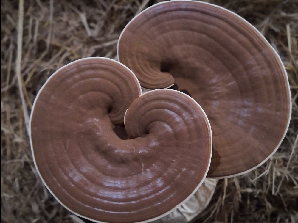 Giai đoạn 7 (12–14 ngày):