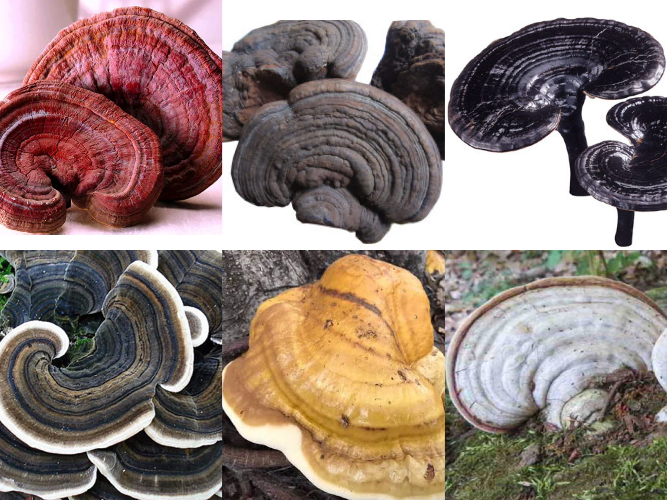 Có bao nhiêu loại nấm linh chi? phân loại và sự khác nhau