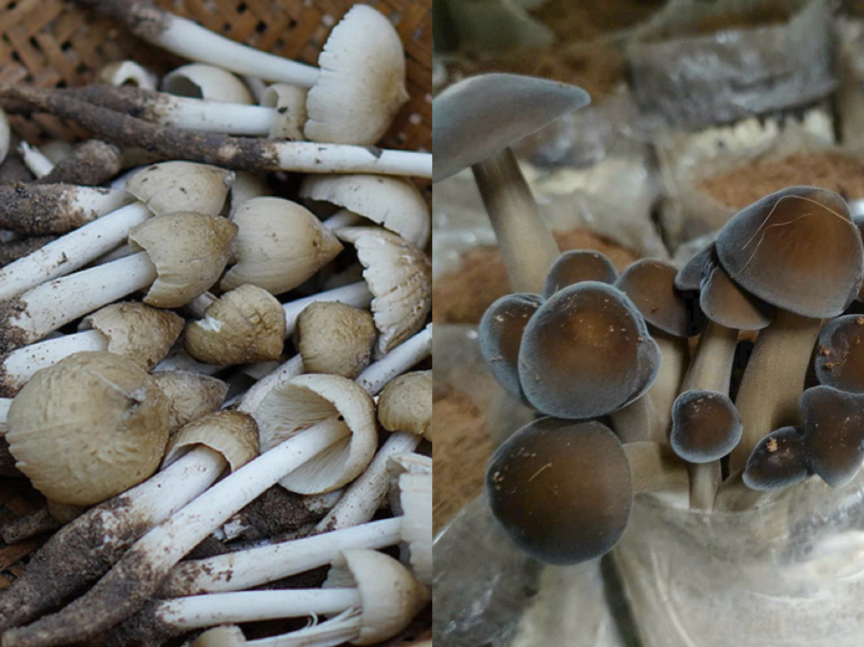 Nấm mối tự nhiên và nấm mối nuôi trồng có gì khác nhau?