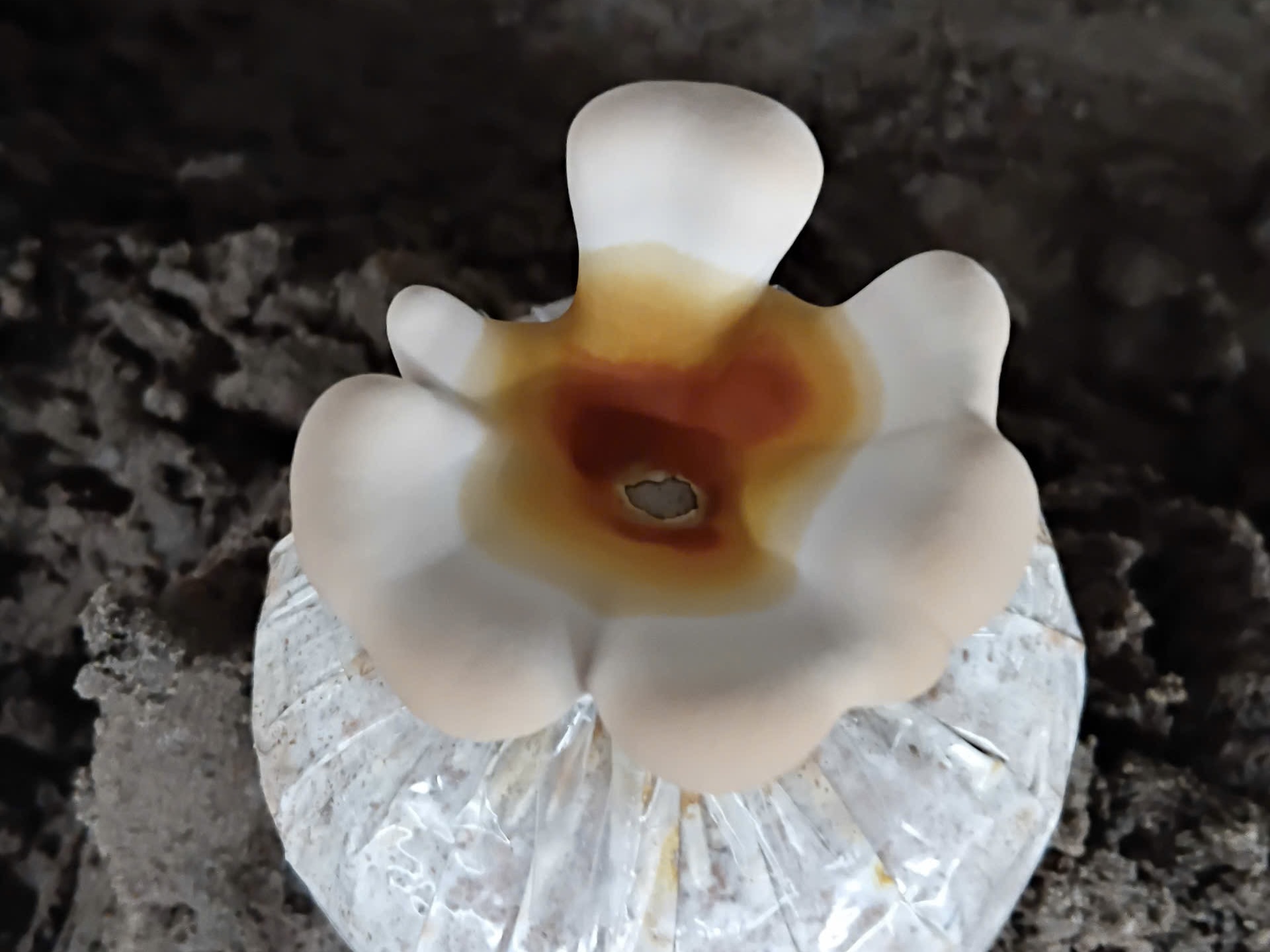 Giai đoạn 3 (9 - 10 ngày):