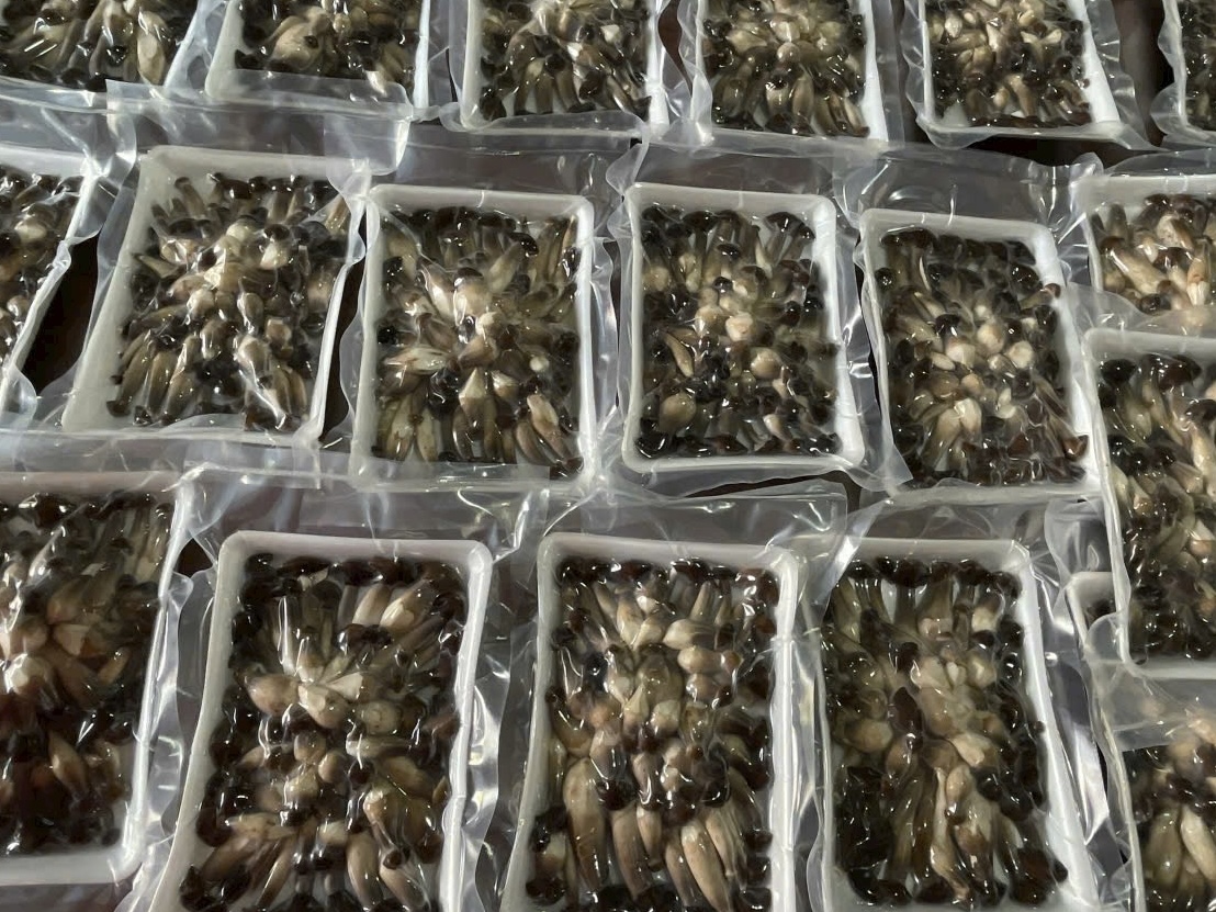 Nấm mối đen hữu cơ Hiền Nương Farm – giải pháp cho người “nghiện” nấm mối