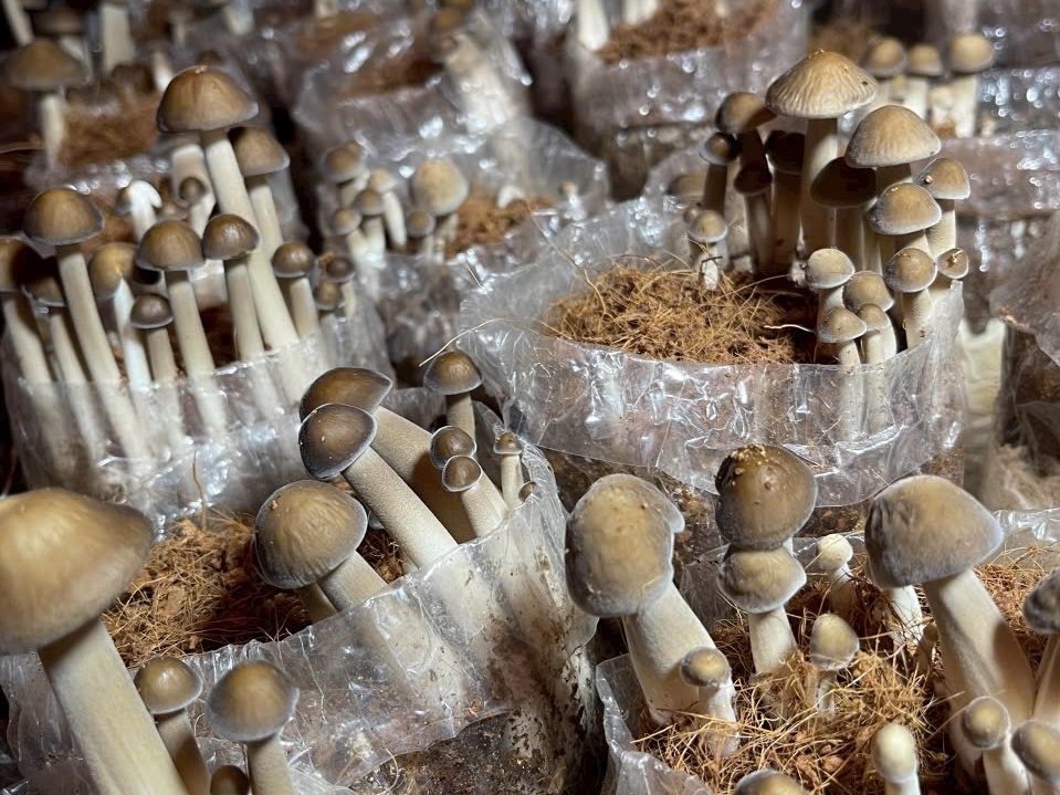 Lợi ích nổi bật của nấm mối nuôi trồng hữu cơ