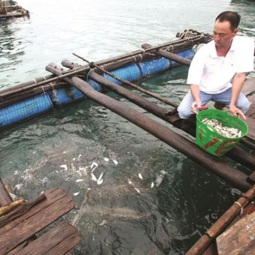 Tín Dụng Chính Sách Giúp Người Dân Trên Đảo Phú Quốc Làm Giàu