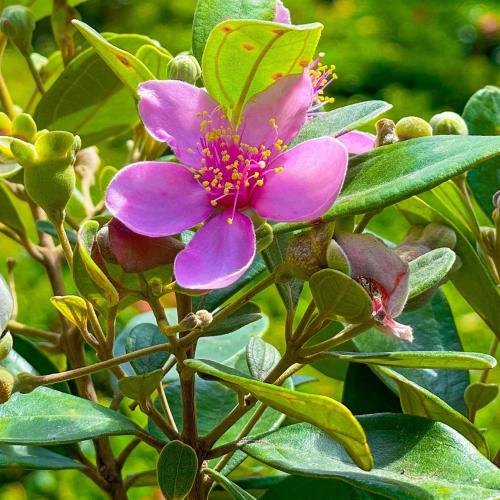 Làng Sim – Rượu Sim Hồng Tím Thơ Mộng