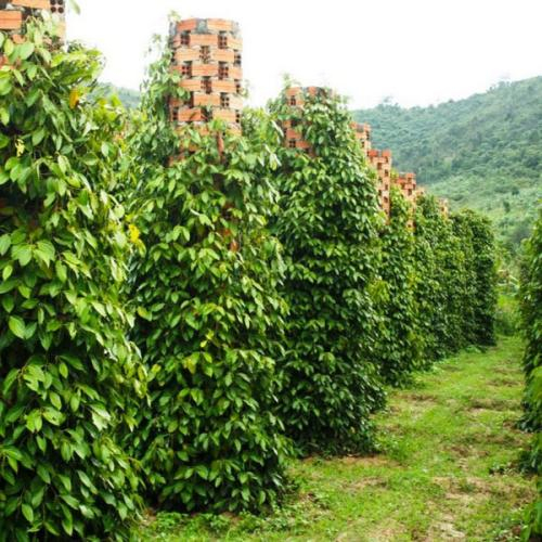 Làng Tiêu Phú Quốc