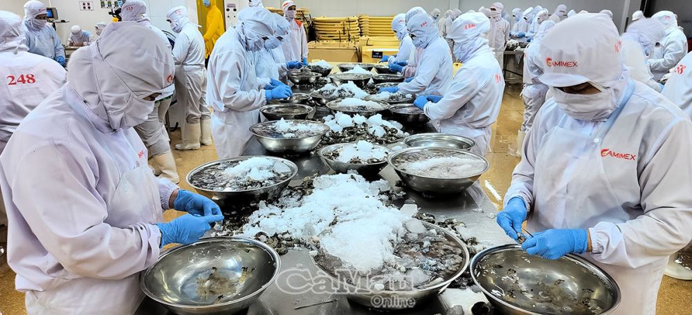 Cà Mau gặp khó trong xuất khẩu thủy sản do chi phí cao và sức mua giảm