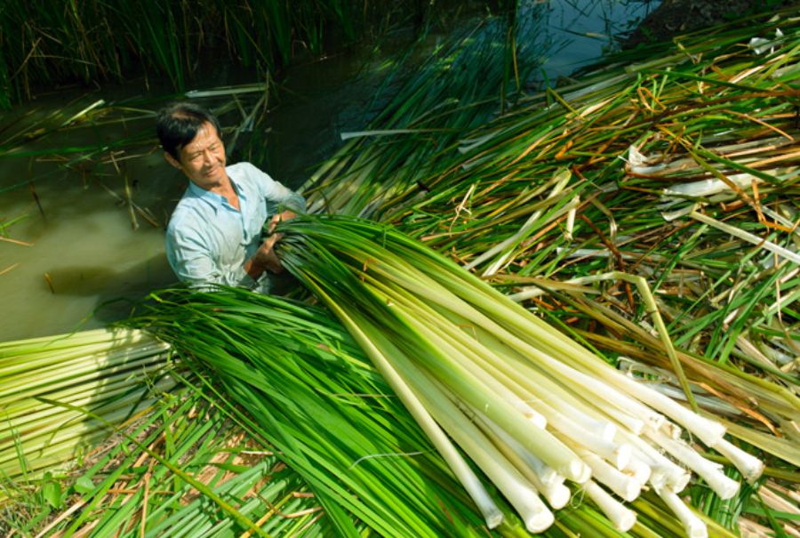 Lịch sử hình thành