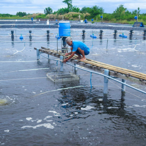 Cà Mau: Các Tổ Chức Tín Dụng Hỗ Trợ Vốn Kịp Thời Cho Hộ Kinh Doanh Và Doanh Nghiệp