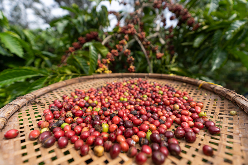 Giới thiệu về Lễ hội Cafe Buôn Ma Thuột