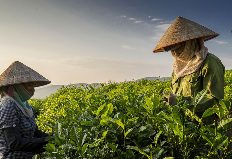 Lịch sử và phát triển