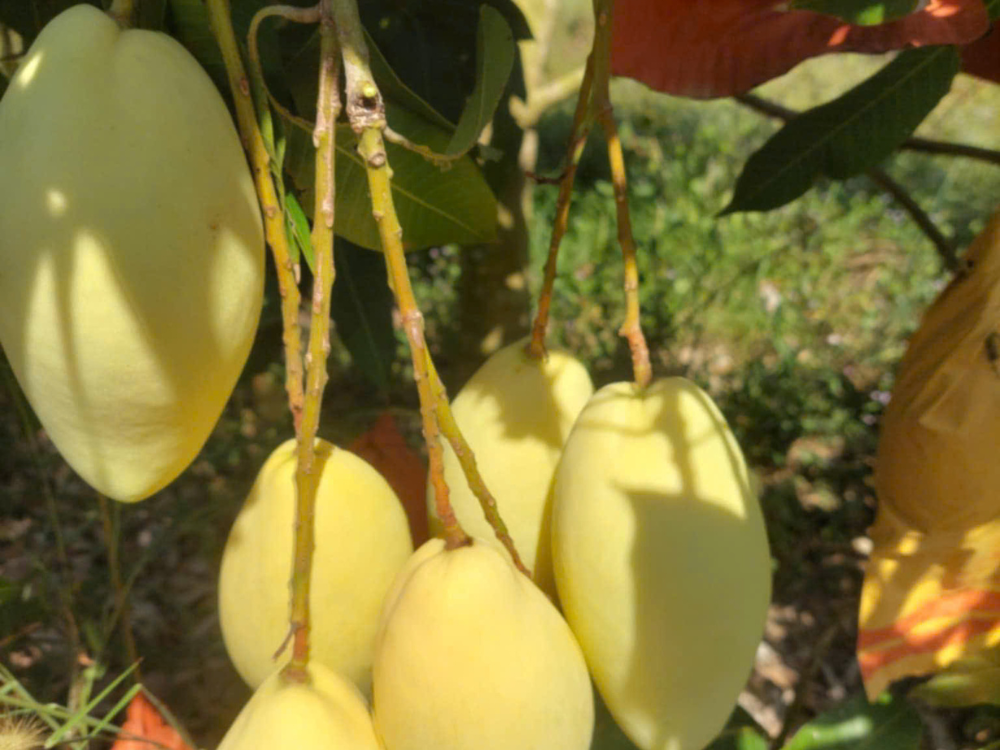 Quả xoài là gì