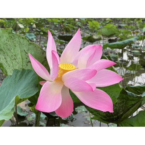 Điều kiện tự nhiên