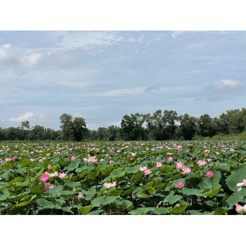 Điều kiện tự nhiên