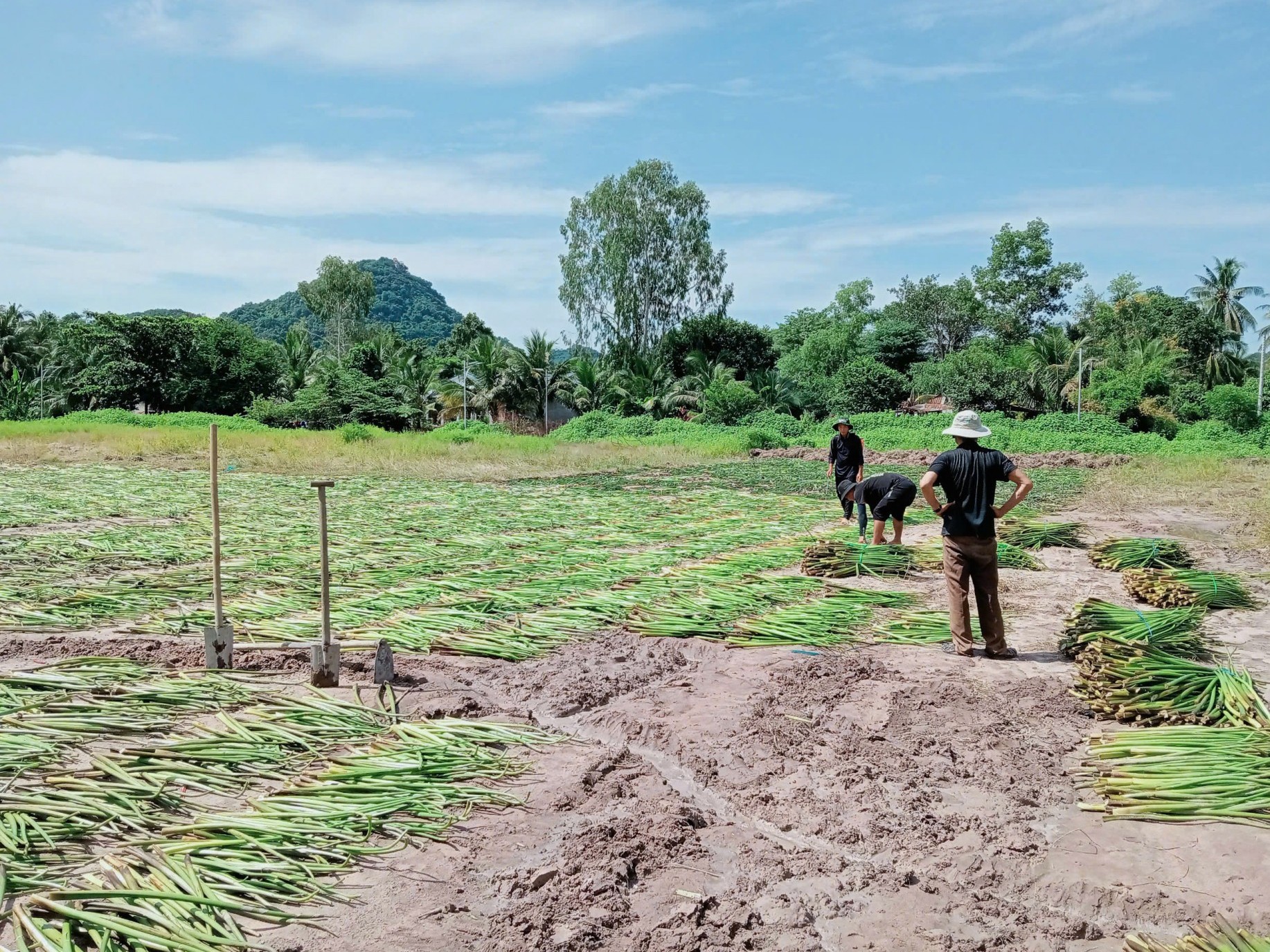 Từ loài cây "trôi nổi" hại thành sản phẩm thân thiện môi trường