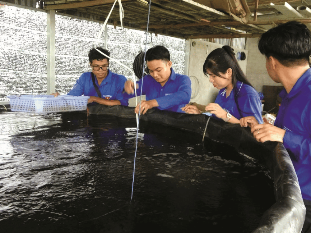 Mô hình sáng tạo: trồng rau nổi & phân bón từ lục bình