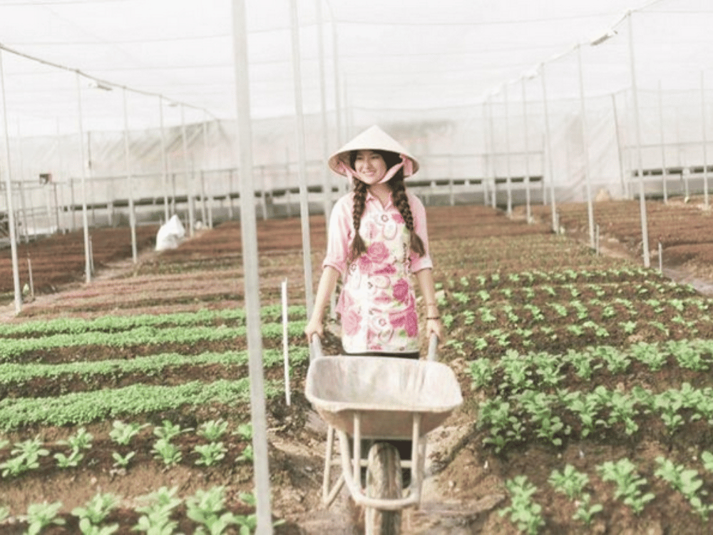 Khởi nghiệp với mô hình trồng rau nhà lưới