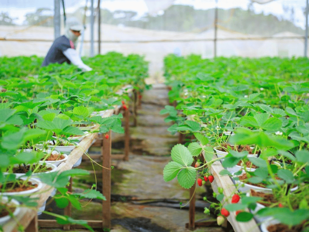 Vậy khởi nghiệp nông nghiệp sạch: nên hay không nên?