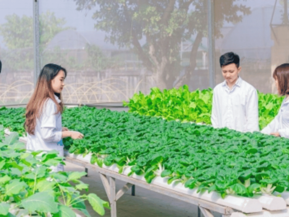 Xây dựng hệ sinh thái khởi nghiệp trong nông nghiệp