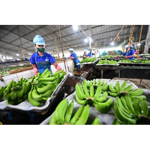 Doanh nghiệp tích hợp chuỗi giá trị chiếm ưu thế