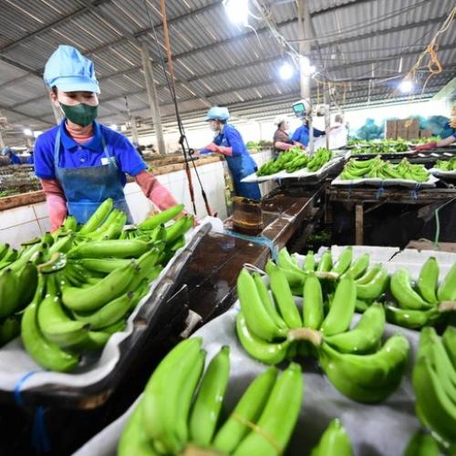 Đầu Tư Nông Nghiệp Xanh, Cơ Hội Triệu USD Từ Tín Chỉ Carbon