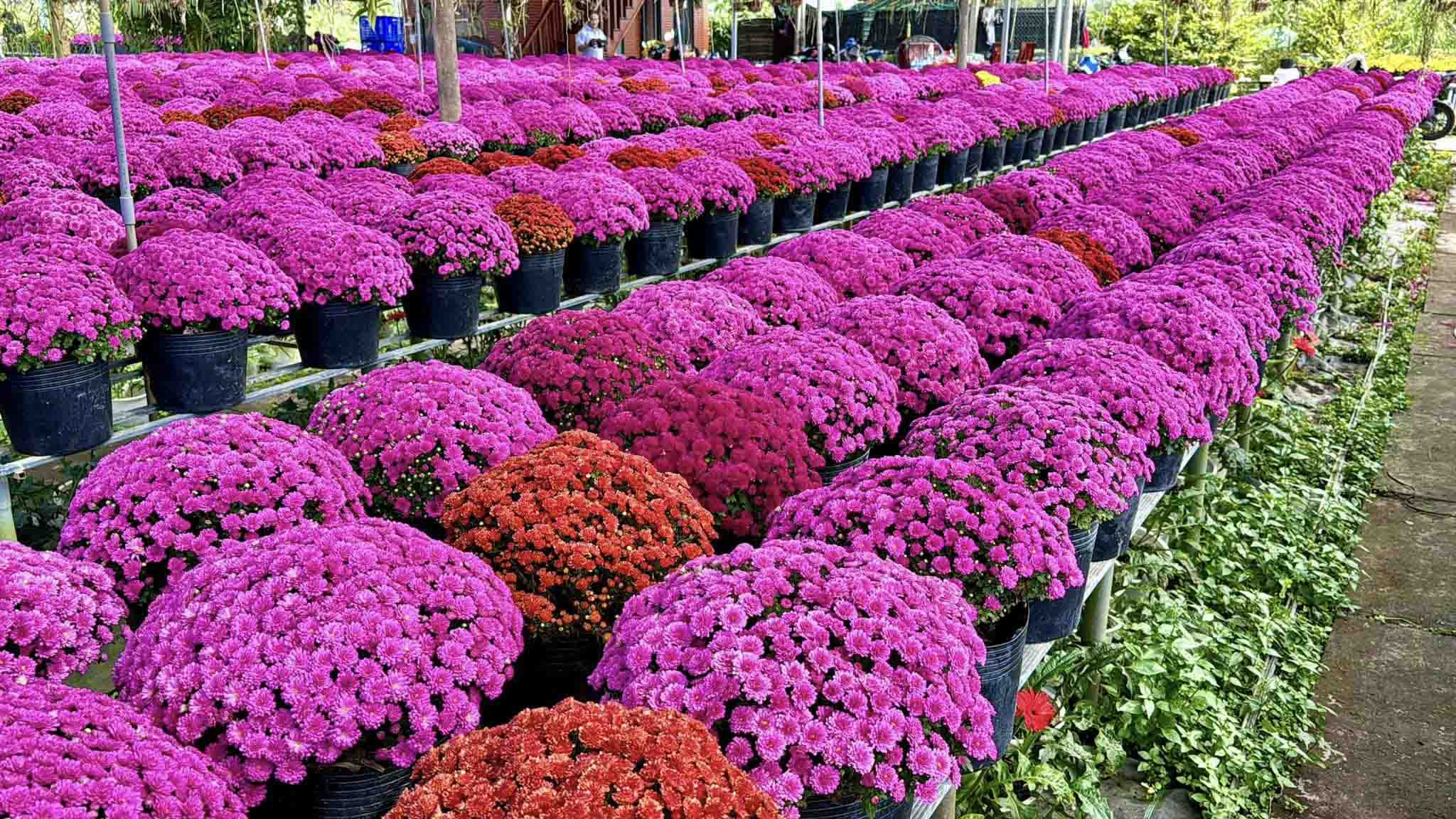 Không Chỉ Là Hoa, Đó Là Văn Hóa