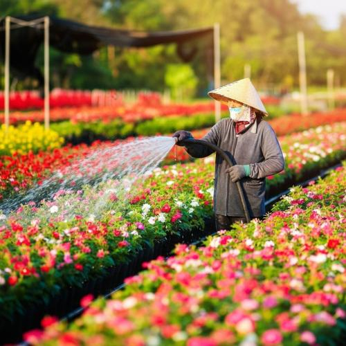 Làng hoa Sa Đéc: "Người nhà" giới thiệu 5 loài hoa biểu tượng