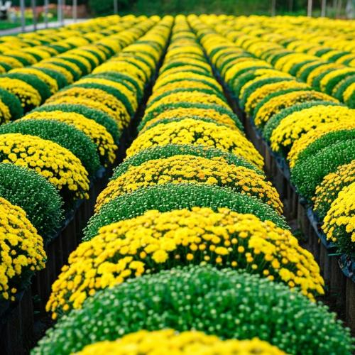 Cận cảnh mùa "hoa xuôi dòng" - Nét độc đáo của Làng hoa Sa Đéc