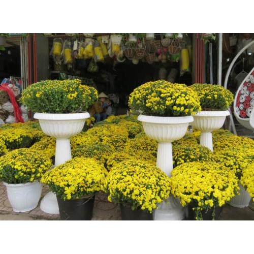 Tại sao lại là Cúc Mâm Xôi ? Hơn cả một loài hoa, đó là "Tết"