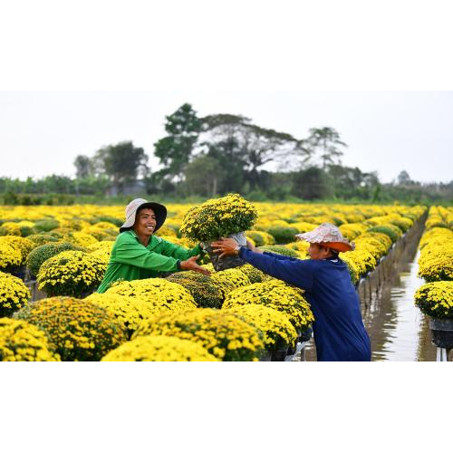 "Tất Bật Xuống Ghe" - Khung cảnh đặc sắc chỉ có ở Sa Đéc