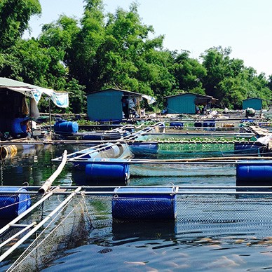 Làng Nghề Nuôi Cá Bè Tại Kiên Hải