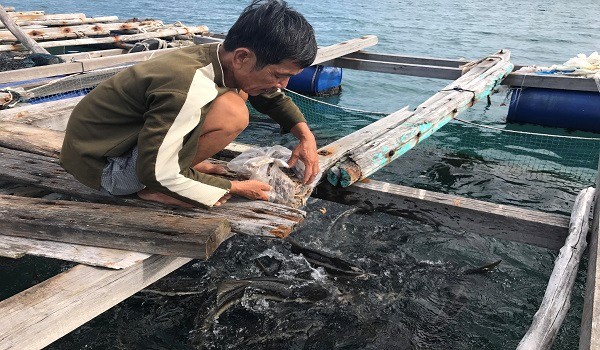 Kiên Hải sản lượng cá nuôi xuất bán được 952,21 tấn cá thương phẩm các loại