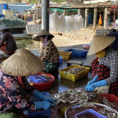 Làng Nghề Chế Biến Cá Khô Kiên Hải