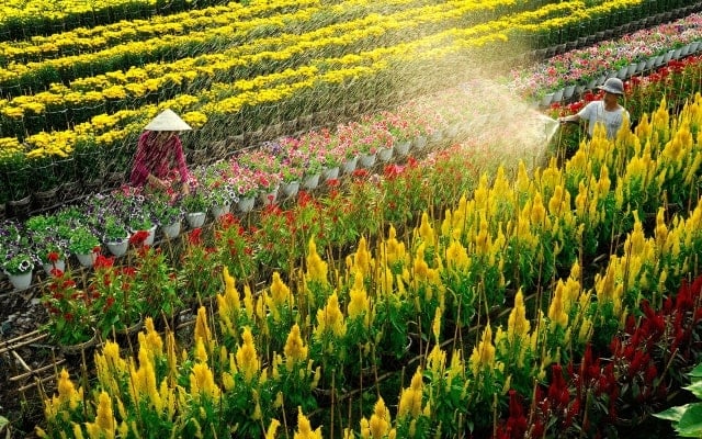 Làng hoa Sa Đéc: Trái tim và linh hồn của thành phố